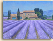 Lavender Field, Alpes de Haute, Provence