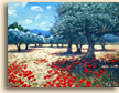 Olive Grove Poppies, Cassis